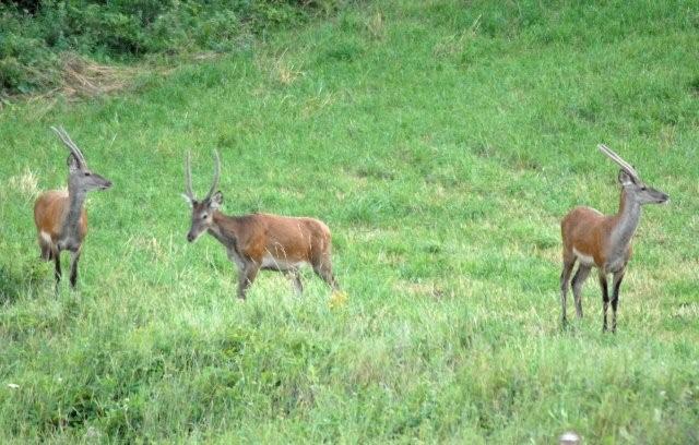 QUIZ:  INDOVINA L''UNGULATO!!! (per i non 